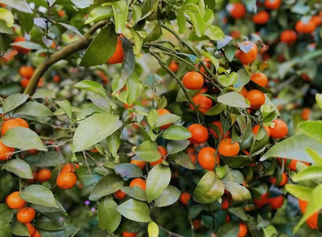 李思思也来打卡了!这座宝藏小城凭一口“糯叽叽”征服全网