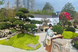 金奖！中山展园惊艳亮相2024粤港澳大湾区花展图片