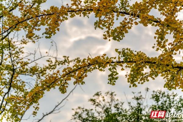 岁暖时刻丨湘府公园银杏季：看叶、玩耍、晒太阳，长沙人的欢乐场