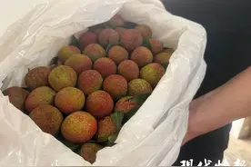 荔枝“打飞的”抢鲜登陆苏州市场，每斤60元左右图片