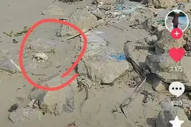 网友在长江河床发现人类头骨，警方：刑侦大队已勘验图片