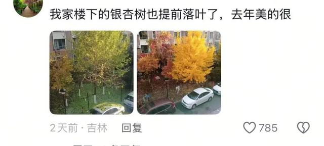 银杏叶未黄先落！今年的“满地金黄景”还能看到么？