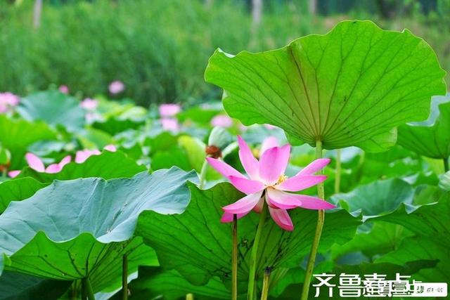 壹点号·秀山东｜黄河公园夏韵悠悠荷满塘