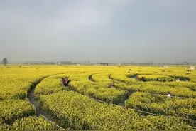 检察建议促整改，万亩油菜花海旁的臭水沟变成了清水渠！图片
