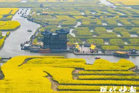 江苏兴化：千垛菜花迎客来图片