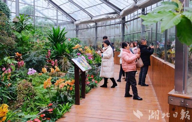 梅樱罕见同框，武汉“花”样奇景变文旅新景