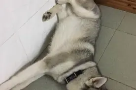 主人上夜班回家，发现二哈把床拆了，舍不得打，用绳子把嘴巴捆起来图片