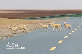 青海玉树：藏羚羊藏野驴成群觅食图片
