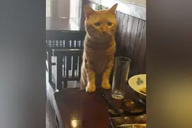 女子为防猫咪发胖控制其食量，带它出去吃饭却被一个举动逗笑图片