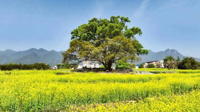 乳源瑶族十月朝，体验非遗，品尝美食，带娃放电！解锁最强游玩攻略~