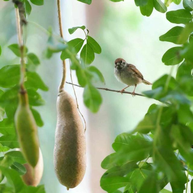这封珠江公园的“绿色”家书中，藏着广州CBD的“四季画廊”｜信暖珠江④