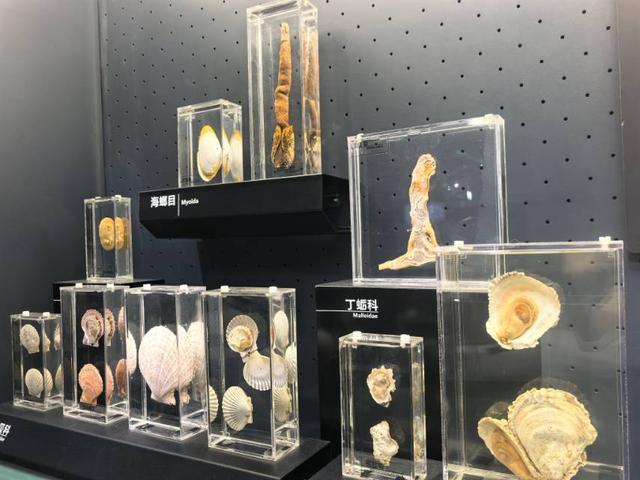 这里是青岛｜海大海洋生物博物馆免费开放，3000余标本展现海底奇幻