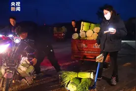 致富有胜“蒜”！甘肃成县店村镇千亩蒜薹采收啦图片