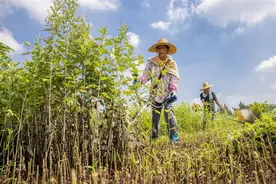 蕲艾飘香收割忙图片