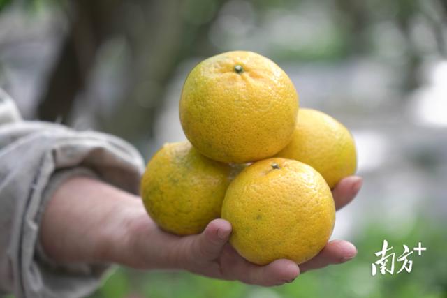新会柑采摘季启幕！湾区文旅融合“柑”之如饴