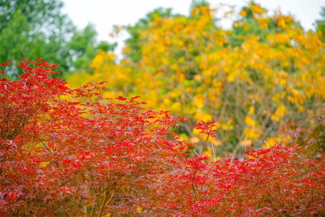 落叶缓扫留秋韵，洪山广场秋意浓