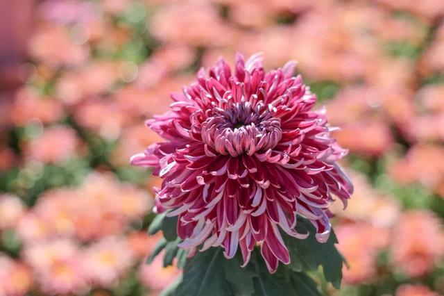 全国暖冬城市TOP3 ！南宁邀您共赴康养旅居之旅