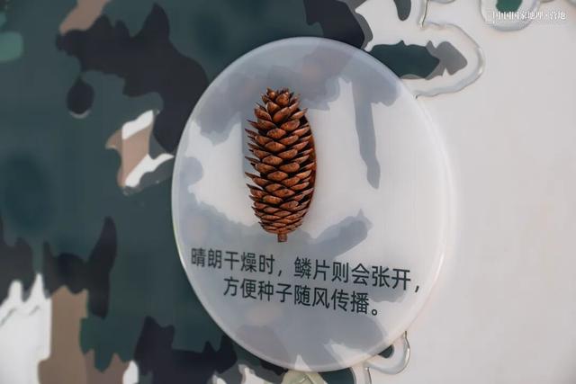 波密零碳自然驿站矩阵落成