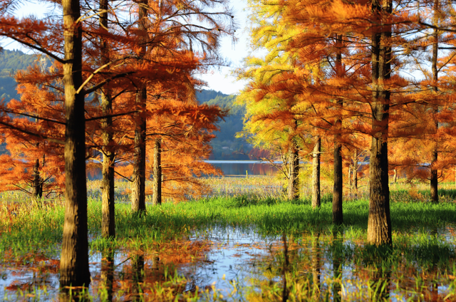 解锁冬日专属浪漫  三家村水库水杉林如诗如画