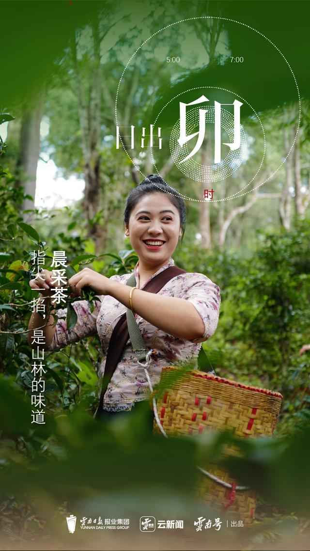 云新闻策划丨景迈山十二时辰：山中无历，茶语为时