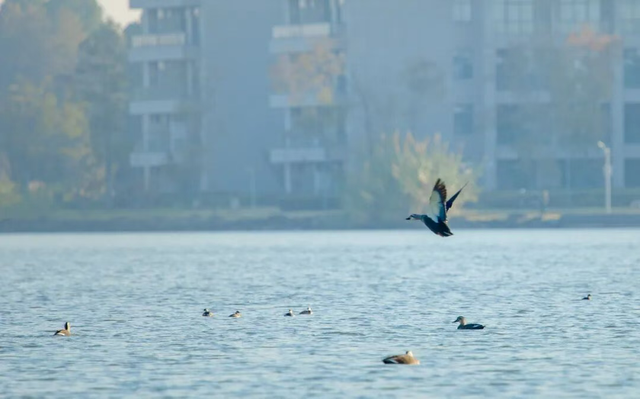 美翻了！南湖，正是红橙黄绿时