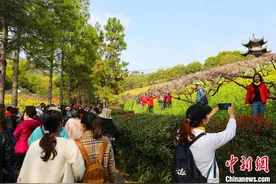 浙江长兴以“桃”为媒谱写东西部协作曲图片