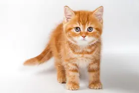 中国撸猫简史：从猫鬼到猫主子图片