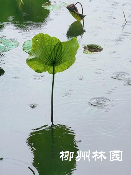 柳州市都乐公园上演“烟雨荷塘”