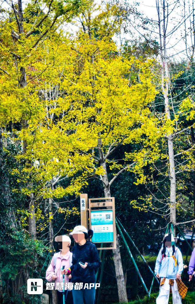 福州鼓岭银杏迎 “颜值巅峰”，秋日仪式感拉满