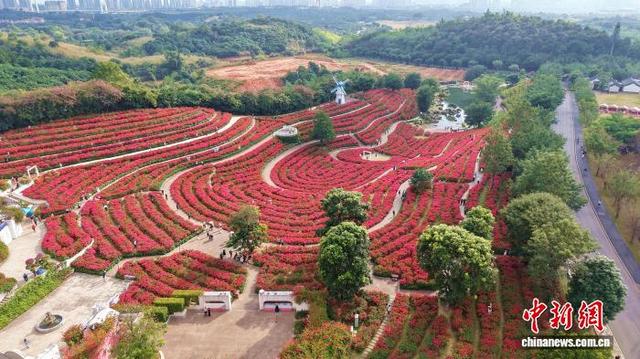 广西南宁冬日花海美如画