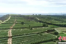 （乡村行·看振兴）山西小镇特色产业多点开花 多元发展助力乡邻共富图片