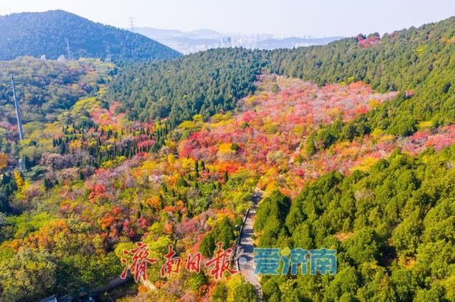 一年四季 泉在济南丨千佛山南坡红叶进入最佳观赏期，漫山尽披“秋日华服”！
