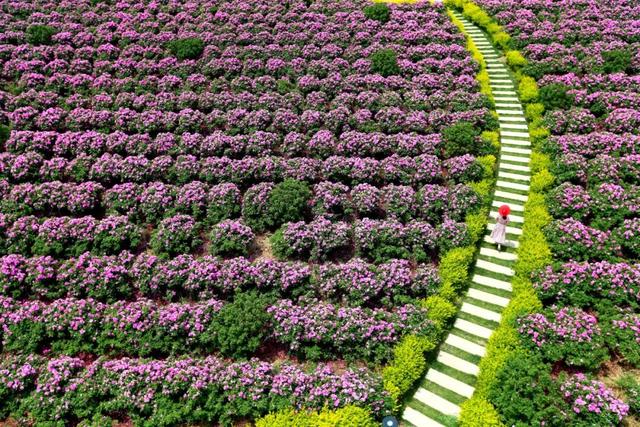 种草！青岛这几条康养路线，解锁秋日松弛感