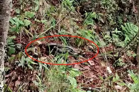 惊人！眼镜王蛇盘踞小学附近，产下50枚蛇蛋！云南“蓝朋友”出动了图片