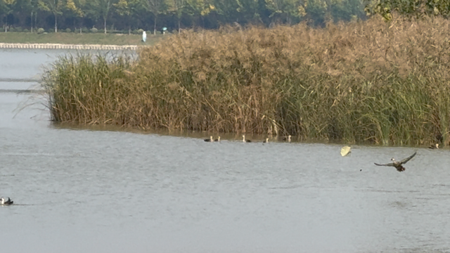 “飞雪”落中原，美了美了～