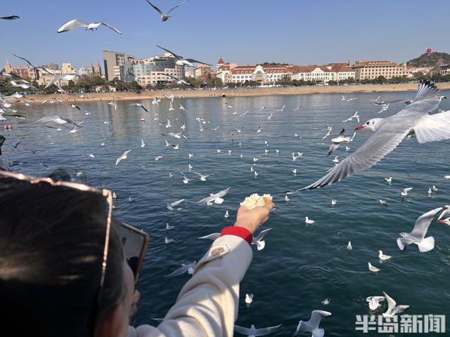 人鸥共舞 和谐画卷