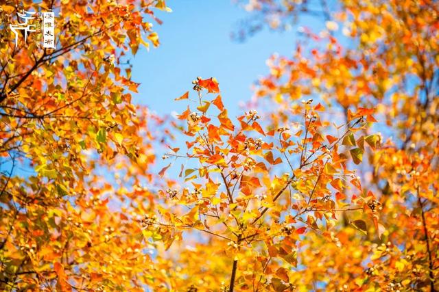 秦淮花事｜乌桕斑斓，半城秋色入画来