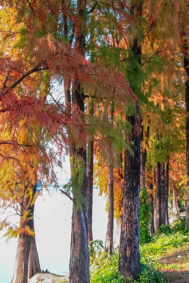 里水落羽杉红了！这些打卡点最出片→