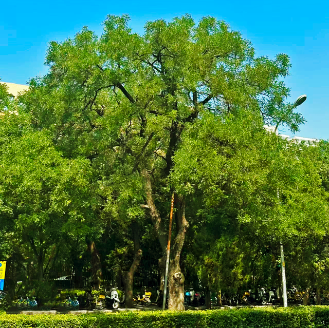 北京古树 家国情怀 国庆古树游线等您来体验