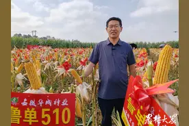 1125.5kg/亩！鲁单510河南表现亮眼图片