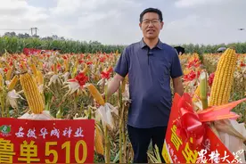 1125.5kg/亩！鲁单510河南表现亮眼图片