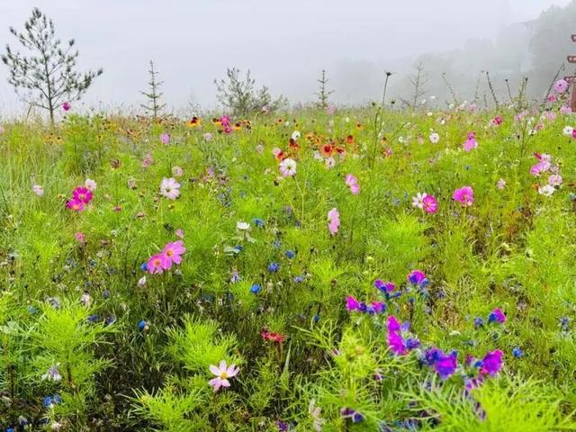 诗“遇”青岚：雨后的乡村