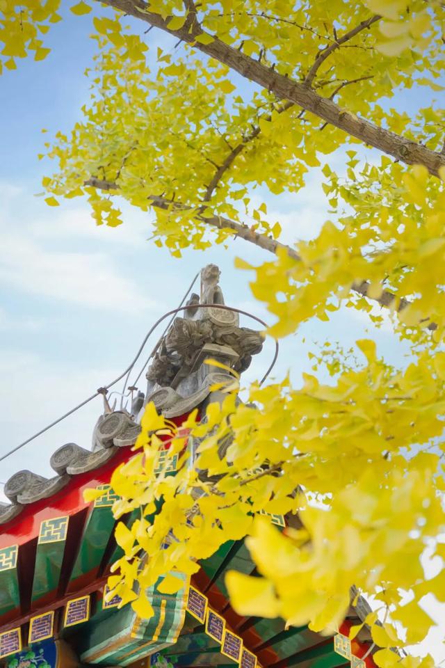 周末带娃赏秋，请收好这份市属公园彩叶地图