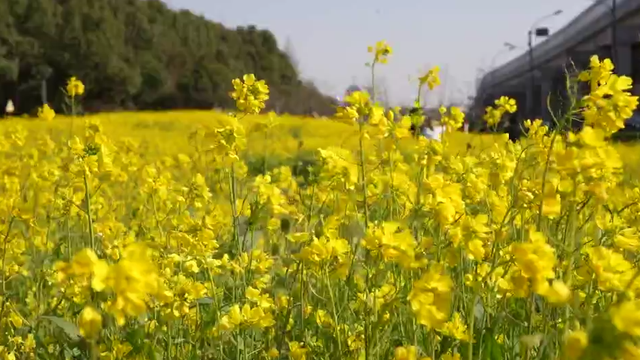 浙江冬日花海“提前营业” 赏花游激活文旅“小阳春”