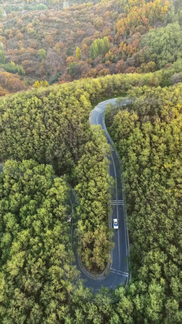 璀璨斑斓！日照这条路，现在美到不像话！