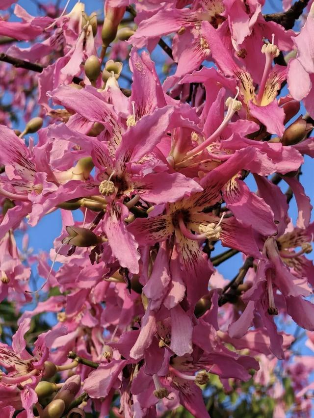 福州秋日限定浪漫已送达，附打卡点位→