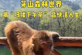 网传常州一景区推出“吗喽下午茶”，景区：猴子系野生，不是每次都能碰到图片