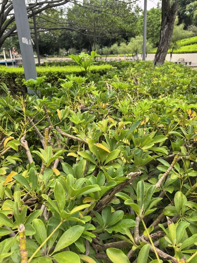 谁说秋天是黄色的？攀枝花的秋天，偏偏与众不同……