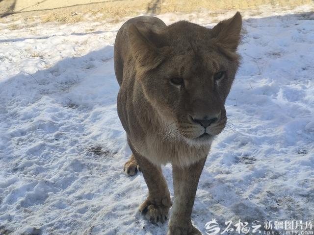 新疆天山野生动物园新打开方式 近距离与猛兽“亲密接触”