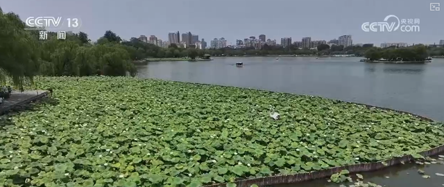 “凉爽+产业”拉动消费“花”样翻新，“荷”你相遇让老产业焕发新活力